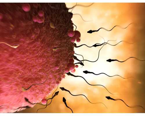 国内供卵试管婴儿私立机构_二代试管可以生男女吗？附试管生男女的方法