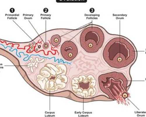 安徽有没有供卵的姐妹,安徽马鞍山不找中介如何做内膜薄试管婴儿