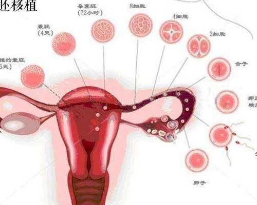 51宝贝助孕机构_35万代孕包男女,美国试管婴儿技术有效规避胎停育,助健康好孕