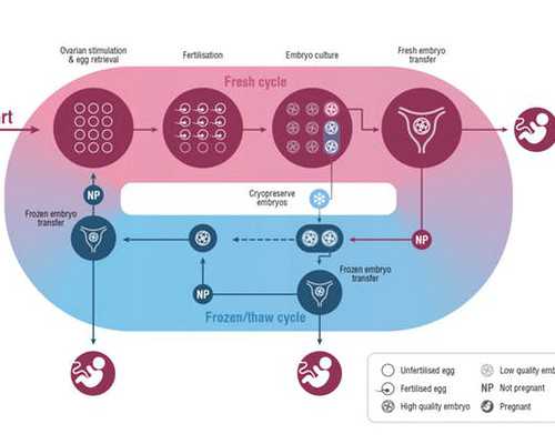 孕妇早期的蔬菜摄入与营养搭配攻略