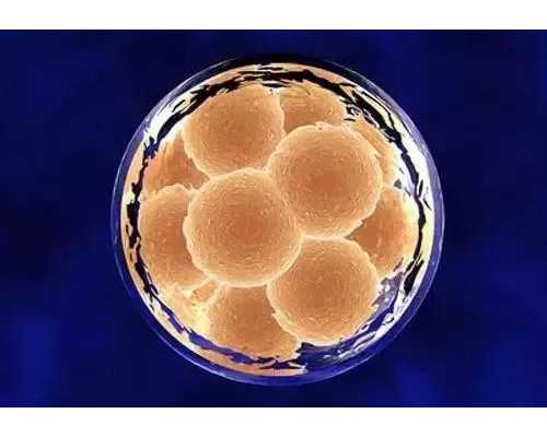 孕早期吃红枣_孕早期吃红枣会活血吗