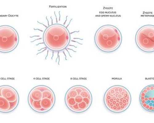 阜阳供卵三代试管_做第二代试管婴儿生的小孩会笨和体质差吗？