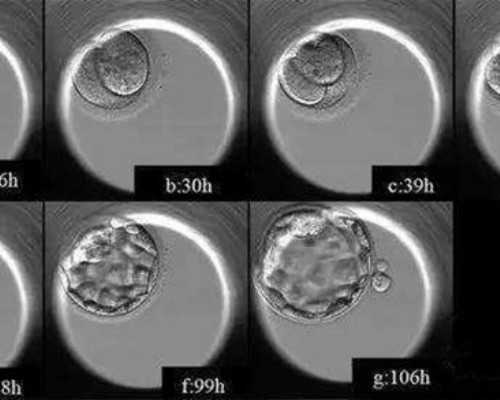 怀孕九周还会胎停吗